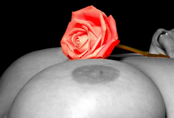 rose, flower, boobs, nipples, big tits