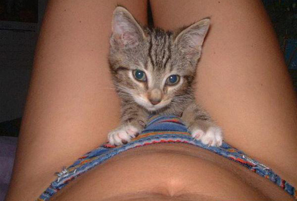 pussy, cat, funny, lingerie, cute, teen, harrased by naughty kitty, evil cat, when the man is away the cat will play, lol, nice pussy