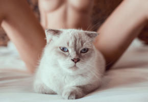 cat, sexy cat, vietnam, model, naked, tanned