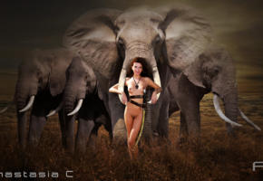 Elephant Tits - 6 elephant HD Wallpapers and Photos - ftopx.com