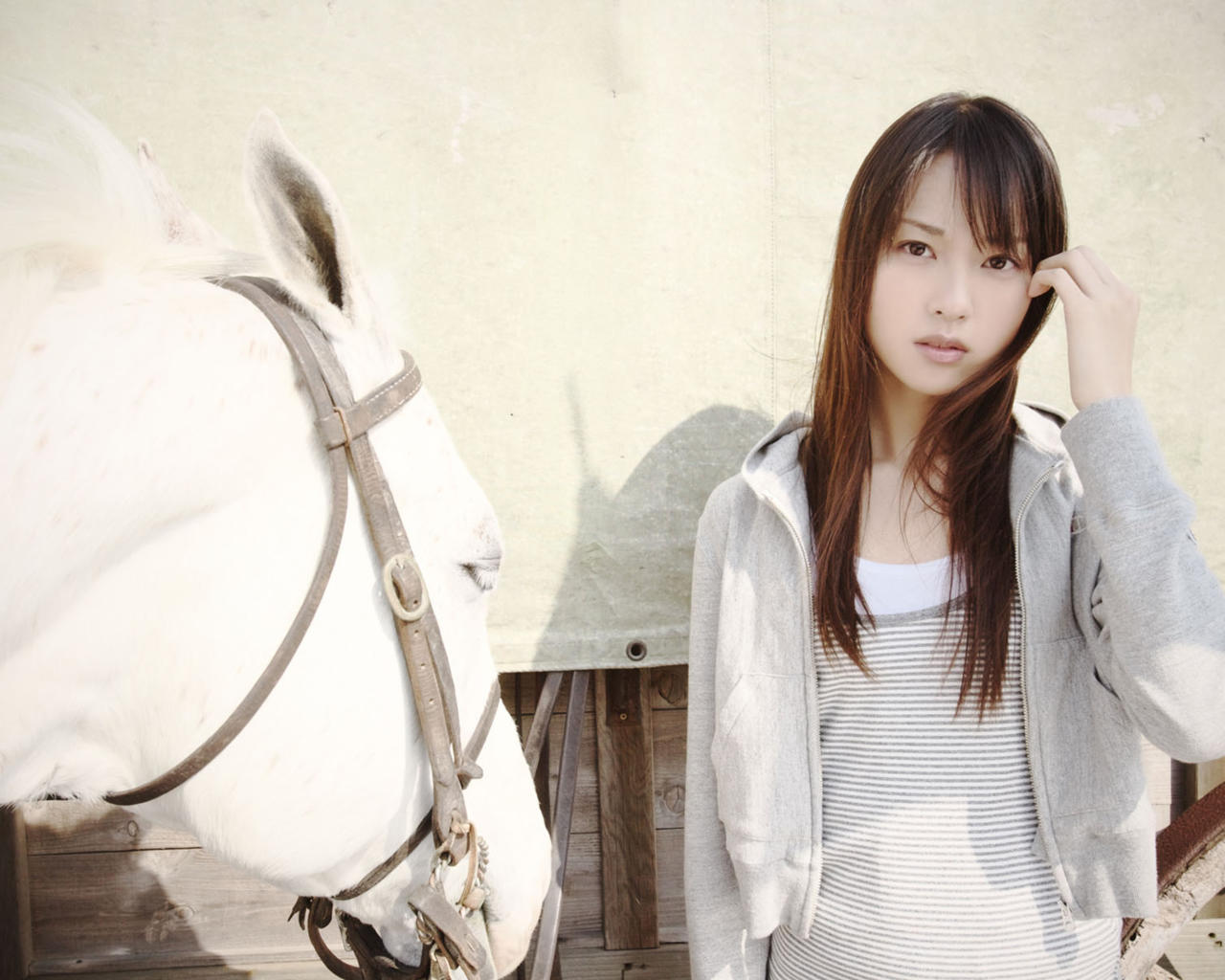 asian, horse, sexy, brunette