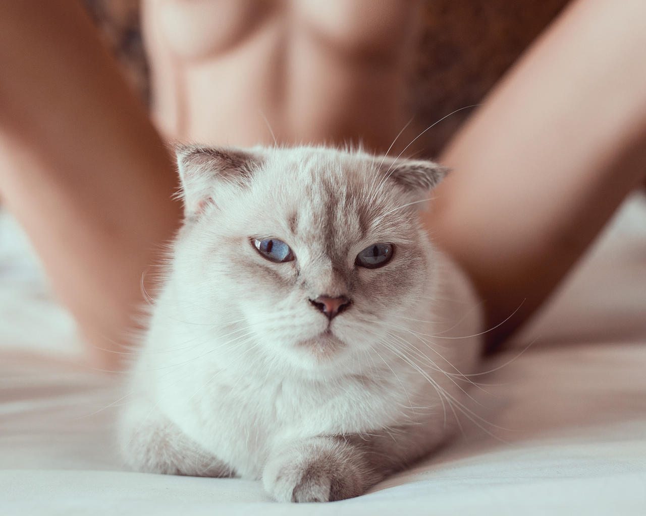 cat, sexy cat, vietnam, model, naked, tanned