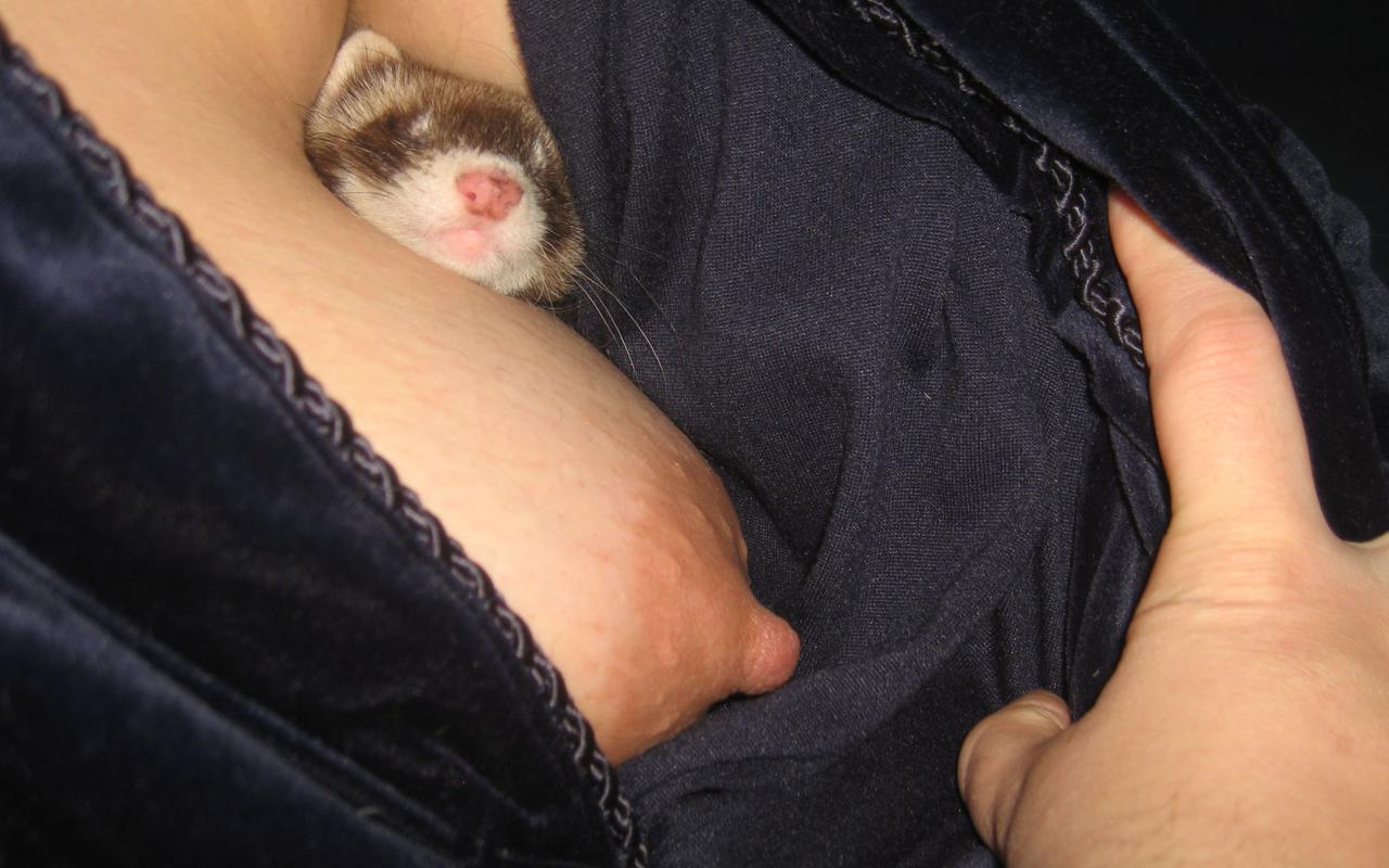 nipples, tits, sexy, cat